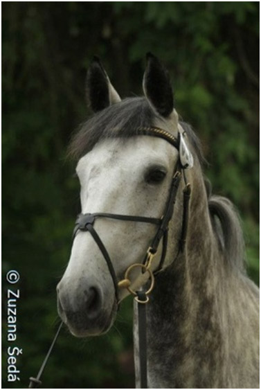 DYNAMIC´S LADY –SL